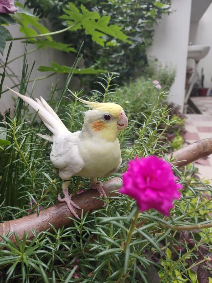 Paarijaat Homestay & Guesthouse Ayodhya Dış mekan fotoğraf